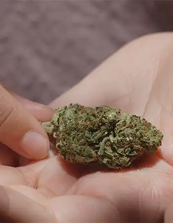 Botera Product Category Flower